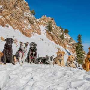 Snowbasin mountain safety dogs